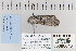  ( - CNCLEP 80048)  @13 [ ] CreativeCommons - Attribution Non-Commercial Share-Alike (2010) Canadian National Collection of Insects, Arachnids and Nematodes Canadian National Collection of Insects, Arachnids and Nematodes