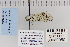  ( - CNCLEP 80050)  @13 [ ] CreativeCommons - Attribution Non-Commercial Share-Alike (2010) Canadian National Collection of Insects, Arachnids and Nematodes Canadian National Collection of Insects, Arachnids and Nematodes