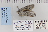  ( - CNCLEP 80051)  @13 [ ] CreativeCommons - Attribution Non-Commercial Share-Alike (2010) Canadian National Collection of Insects, Arachnids and Nematodes Canadian National Collection of Insects, Arachnids and Nematodes