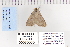  ( - CNCLEP 80065)  @12 [ ] CreativeCommons - Attribution Non-Commercial Share-Alike (2010) Canadian National Collection of Insects, Arachnids and Nematodes Canadian National Collection of Insects, Arachnids and Nematodes