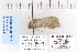  ( - CNCLEP 80067)  @12 [ ] CreativeCommons - Attribution Non-Commercial Share-Alike (2010) Canadian National Collection of Insects, Arachnids and Nematodes Canadian National Collection of Insects, Arachnids and Nematodes