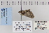  ( - CNCLEP 80072)  @12 [ ] CreativeCommons - Attribution Non-Commercial Share-Alike (2010) Canadian National Collection of Insects, Arachnids and Nematodes Canadian National Collection of Insects, Arachnids and Nematodes