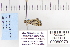  ( - CNCLEP 80079)  @12 [ ] CreativeCommons - Attribution Non-Commercial Share-Alike (2010) Canadian National Collection of Insects, Arachnids and Nematodes Canadian National Collection of Insects, Arachnids and Nematodes