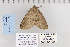  ( - CNCLEP 80100)  @11 [ ] CreativeCommons - Attribution Non-Commercial Share-Alike (2010) Canadian National Collection of Insects, Arachnids and Nematodes Canadian National Collection of Insects, Arachnids and Nematodes