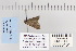  (Nychioptera opada - CNCLEP 80101)  @12 [ ] CreativeCommons - Attribution Non-Commercial Share-Alike (2010) Canadian National Collection of Insects, Arachnids and Nematodes Canadian National Collection of Insects, Arachnids and Nematodes