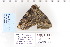  ( - CNCLEP 80104)  @12 [ ] CreativeCommons - Attribution Non-Commercial Share-Alike (2010) Canadian National Collection of Insects, Arachnids and Nematodes Canadian National Collection of Insects, Arachnids and Nematodes