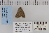  ( - CNCLEP 80108)  @12 [ ] CreativeCommons - Attribution Non-Commercial Share-Alike (2010) Canadian National Collection of Insects, Arachnids and Nematodes Canadian National Collection of Insects, Arachnids and Nematodes