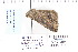  ( - CNCLEP 80109)  @11 [ ] CreativeCommons - Attribution Non-Commercial Share-Alike (2010) Canadian National Collection of Insects, Arachnids and Nematodes Canadian National Collection of Insects, Arachnids and Nematodes