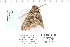  ( - CNCLEP 80111)  @11 [ ] CreativeCommons - Attribution Non-Commercial Share-Alike (2010) Canadian National Collection of Insects, Arachnids and Nematodes Canadian National Collection of Insects, Arachnids and Nematodes