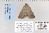  ( - CNCLEP 80115)  @12 [ ] CreativeCommons - Attribution Non-Commercial Share-Alike (2010) Canadian National Collection of Insects, Arachnids and Nematodes Canadian National Collection of Insects, Arachnids and Nematodes