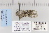  ( - CNCLEP 80118)  @13 [ ] CreativeCommons - Attribution Non-Commercial Share-Alike (2010) Canadian National Collection of Insects, Arachnids and Nematodes Canadian National Collection of Insects, Arachnids and Nematodes