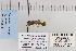  ( - CNCLEP 80127)  @12 [ ] CreativeCommons - Attribution Non-Commercial Share-Alike (2010) Canadian National Collection of Insects, Arachnids and Nematodes Canadian National Collection of Insects, Arachnids and Nematodes