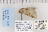  ( - CNCLEP 80141)  @12 [ ] CreativeCommons - Attribution Non-Commercial Share-Alike (2010) Canadian National Collection of Insects, Arachnids and Nematodes Canadian National Collection of Insects, Arachnids and Nematodes