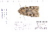  ( - CNCLEP 80151)  @12 [ ] CreativeCommons - Attribution Non-Commercial Share-Alike (2010) Canadian National Collection of Insects, Arachnids and Nematodes Canadian National Collection of Insects, Arachnids and Nematodes