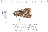  ( - CNCLEP 80152)  @12 [ ] CreativeCommons - Attribution Non-Commercial Share-Alike (2010) Canadian National Collection of Insects, Arachnids and Nematodes Canadian National Collection of Insects, Arachnids and Nematodes