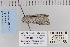  ( - CNCLEP 80156)  @13 [ ] CreativeCommons - Attribution Non-Commercial Share-Alike (2010) Canadian National Collection of Insects, Arachnids and Nematodes Canadian National Collection of Insects, Arachnids and Nematodes