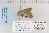  ( - CNCLEP 80163)  @12 [ ] CreativeCommons - Attribution Non-Commercial Share-Alike (2010) Canadian National Collection of Insects, Arachnids and Nematodes Canadian National Collection of Insects, Arachnids and Nematodes