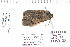  ( - CNCLEP 80168)  @13 [ ] CreativeCommons - Attribution Non-Commercial Share-Alike (2010) Canadian National Collection of Insects, Arachnids and Nematodes Canadian National Collection of Insects, Arachnids and Nematodes