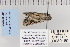  ( - CNCLEP 80169)  @12 [ ] CreativeCommons - Attribution Non-Commercial Share-Alike (2010) Canadian National Collection of Insects, Arachnids and Nematodes Canadian National Collection of Insects, Arachnids and Nematodes