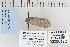  ( - CNCLEP 80172)  @12 [ ] CreativeCommons - Attribution Non-Commercial Share-Alike (2010) Canadian National Collection of Insects, Arachnids and Nematodes Canadian National Collection of Insects, Arachnids and Nematodes