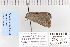  ( - CNCLEP 80177)  @13 [ ] CreativeCommons - Attribution Non-Commercial Share-Alike (2010) Canadian National Collection of Insects, Arachnids and Nematodes Canadian National Collection of Insects, Arachnids and Nematodes