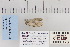  ( - CNCLEP 80178)  @12 [ ] CreativeCommons - Attribution Non-Commercial Share-Alike (2010) Canadian National Collection of Insects, Arachnids and Nematodes Canadian National Collection of Insects, Arachnids and Nematodes