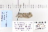  (Meganola conspicua - CNCLEP 80179)  @12 [ ] CreativeCommons - Attribution Non-Commercial Share-Alike (2010) Canadian National Collection of Insects, Arachnids and Nematodes Canadian National Collection of Insects, Arachnids and Nematodes