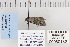  ( - CNCLEP 80182)  @12 [ ] CreativeCommons - Attribution Non-Commercial Share-Alike (2010) Canadian National Collection of Insects, Arachnids and Nematodes Canadian National Collection of Insects, Arachnids and Nematodes