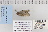  ( - CNCLEP 80184)  @12 [ ] CreativeCommons - Attribution Non-Commercial Share-Alike (2010) Canadian National Collection of Insects, Arachnids and Nematodes Canadian National Collection of Insects, Arachnids and Nematodes