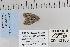  ( - CNCLEP 80188)  @12 [ ] CreativeCommons - Attribution Non-Commercial Share-Alike (2010) Canadian National Collection of Insects, Arachnids and Nematodes Canadian National Collection of Insects, Arachnids and Nematodes