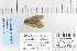  ( - CNCLEP 80189)  @13 [ ] CreativeCommons - Attribution Non-Commercial Share-Alike (2010) Canadian National Collection of Insects, Arachnids and Nematodes Canadian National Collection of Insects, Arachnids and Nematodes