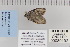  ( - CNCLEP 80192)  @13 [ ] CreativeCommons - Attribution Non-Commercial Share-Alike (2010) Canadian National Collection of Insects, Arachnids and Nematodes Canadian National Collection of Insects, Arachnids and Nematodes