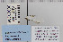  ( - CNCLEP 80205)  @12 [ ] CreativeCommons - Attribution Non-Commercial Share-Alike (2010) Canadian National Collection of Insects, Arachnids and Nematodes Canadian National Collection of Insects, Arachnids and Nematodes