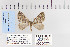  ( - CNCLEP 80224)  @11 [ ] CreativeCommons - Attribution Non-Commercial Share-Alike (2010) Canadian National Collection of Insects, Arachnids and Nematodes Canadian National Collection of Insects, Arachnids and Nematodes