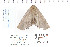  ( - CNCLEP 80229)  @12 [ ] CreativeCommons - Attribution Non-Commercial Share-Alike (2010) Canadian National Collection of Insects, Arachnids and Nematodes Canadian National Collection of Insects, Arachnids and Nematodes
