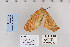  ( - CNCLEP 80230)  @13 [ ] CreativeCommons - Attribution Non-Commercial Share-Alike (2010) Canadian National Collection of Insects, Arachnids and Nematodes Canadian National Collection of Insects, Arachnids and Nematodes