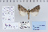  (Ogdoconta satana - CNCLEP 80253)  @12 [ ] CreativeCommons - Attribution Non-Commercial Share-Alike (2010) Canadian National Collection of Insects, Arachnids and Nematodes Canadian National Collection of Insects, Arachnids and Nematodes
