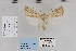  ( - CNCLEP 80270)  @12 [ ] CreativeCommons - Attribution Non-Commercial Share-Alike (2010) Canadian National Collection of Insects, Arachnids and Nematodes Canadian National Collection of Insects, Arachnids and Nematodes