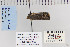  ( - CNCLEP 80277)  @12 [ ] CreativeCommons - Attribution Non-Commercial Share-Alike (2010) Canadian National Collection of Insects, Arachnids and Nematodes Canadian National Collection of Insects, Arachnids and Nematodes