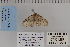  ( - CNCLEP 80279)  @13 [ ] CreativeCommons - Attribution Non-Commercial Share-Alike (2010) Canadian National Collection of Insects, Arachnids and Nematodes Canadian National Collection of Insects, Arachnids and Nematodes