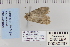  ( - CNCLEP 80297)  @12 [ ] CreativeCommons - Attribution Non-Commercial Share-Alike (2010) Canadian National Collection of Insects, Arachnids and Nematodes Canadian National Collection of Insects, Arachnids and Nematodes