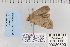  ( - CNCLEP 80300)  @12 [ ] CreativeCommons - Attribution Non-Commercial Share-Alike (2010) Canadian National Collection of Insects, Arachnids and Nematodes Canadian National Collection of Insects, Arachnids and Nematodes