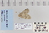  ( - CNCLEP 80314)  @13 [ ] CreativeCommons - Attribution Non-Commercial Share-Alike (2010) Canadian National Collection of Insects, Arachnids and Nematodes Canadian National Collection of Insects, Arachnids and Nematodes