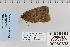  ( - CNCLEP 80338)  @13 [ ] CreativeCommons - Attribution Non-Commercial Share-Alike (2010) Canadian National Collection of Insects, Arachnids and Nematodes Canadian National Collection of Insects, Arachnids and Nematodes