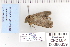  ( - CNCLEP 80339)  @13 [ ] CreativeCommons - Attribution Non-Commercial Share-Alike (2010) Canadian National Collection of Insects, Arachnids and Nematodes Canadian National Collection of Insects, Arachnids and Nematodes