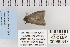  ( - CNCLEP 80347)  @12 [ ] CreativeCommons - Attribution Non-Commercial Share-Alike (2010) Canadian National Collection of Insects, Arachnids and Nematodes Canadian National Collection of Insects, Arachnids and Nematodes
