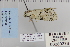  ( - CNCLEP 80378)  @13 [ ] CreativeCommons - Attribution Non-Commercial Share-Alike (2010) Canadian National Collection of Insects, Arachnids and Nematodes Canadian National Collection of Insects, Arachnids and Nematodes