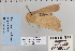  ( - CNCLEP 80381)  @12 [ ] CreativeCommons - Attribution Non-Commercial Share-Alike (2010) Canadian National Collection of Insects, Arachnids and Nematodes Canadian National Collection of Insects, Arachnids and Nematodes