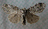  ( - CNC LEP 70118)  @12 [ ] Copyright (2010) Canadian National Collection of Insects, Arachnids and Nematodes Canadian National Collection of Insects, Arachnids and Nematodes