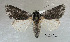  ( - acrorev gga13)  @13 [ ] Copyright (2010) Canadian National Collection of Insects, Arachnids and Nematodes Canadian National Collection of Insects, Arachnids and Nematodes